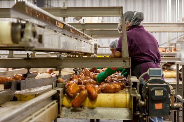 IT support engineer supporting a food and drink production business